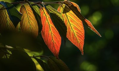 网球场地阳光下的比赛前预告画面，色调明亮清爽